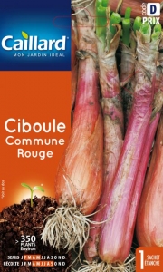 Graines Ciboule commune rouge