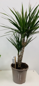 Dracaena 