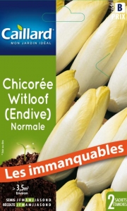 Graines Chicorée Witloof (endive) normale